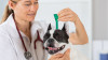 Maladie de lyme chez le chien : description, symptmes, traitements et risques