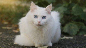 Acheter un chat Angora turc adulte ou retraits d'levage