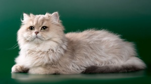 Shania Cats, levage de British Longhair