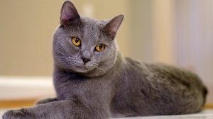 Acheter un chat Chartreux adulte ou retraits d'levage