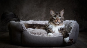 Piper's Kittens, levage de Maine Coon