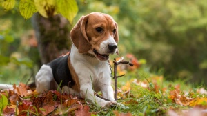 Acheter un chien Beagle adulte ou retraits d'levage