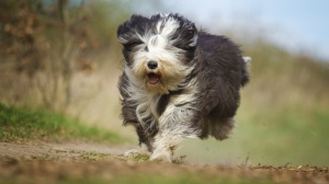 Annonces de reproducteurs de race Old english sheepdog