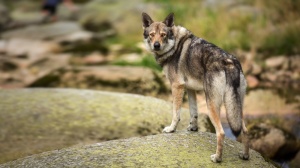 Acheter un chien Saarloos wolfhound adulte ou retrait d'levage
