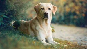 Acheter un chien Labrador adulte ou retraits d'levage