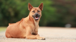 Adopter un chiot Thai ridgeback dog