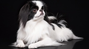 Elevages de Japanese chin